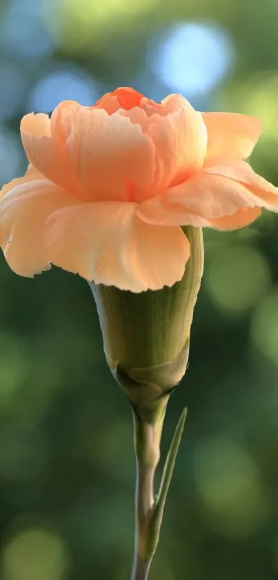 Peach flower with green background, elegant and serene.