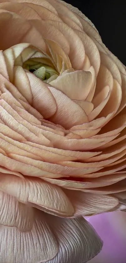 Close-up of a delicate peach flower with layered petals.