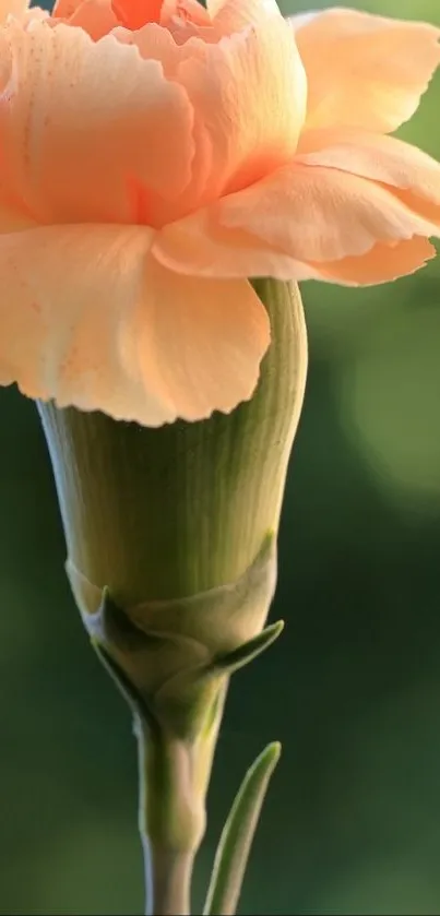 Close-up of a peach carnation flower on a green background.