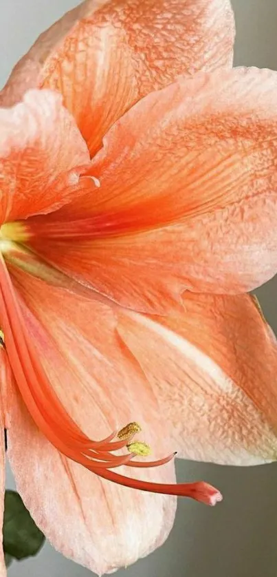 Elegant peach lily flower with detailed textures and soft tones.