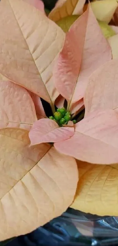 Elegant peach poinsettia plant in full bloom.