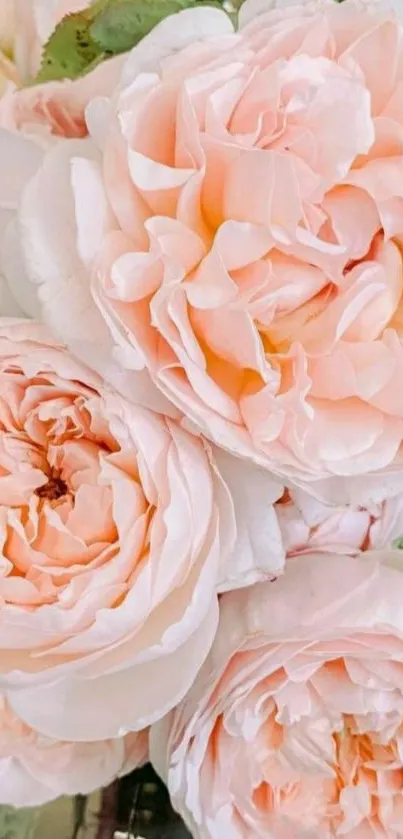 Elegant peach roses in full bloom with soft petals.