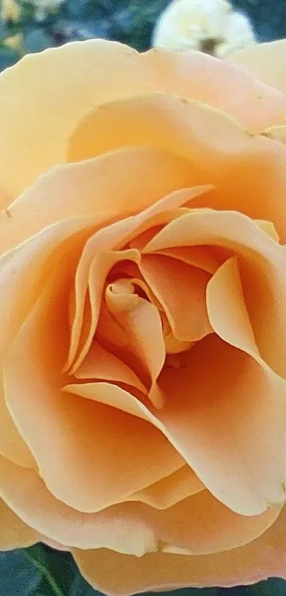 Close-up of a beautiful peach rose bloom with delicate petals.