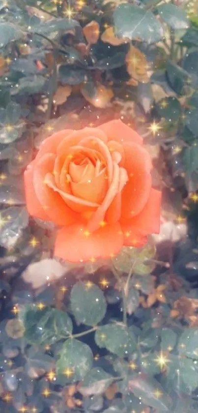 Elegant peach rose with sparkles on leafy background.