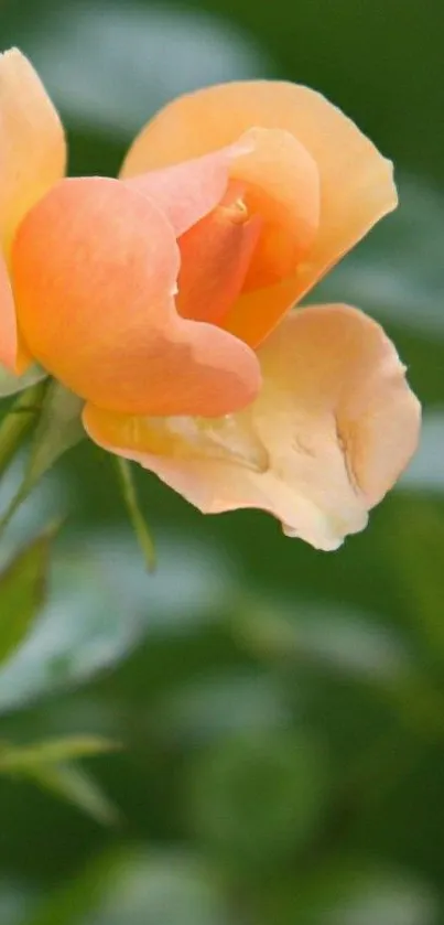 Peach rose with green leaves, serene background.