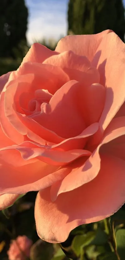 Close-up of a peach rose with elegant petals in a garden.