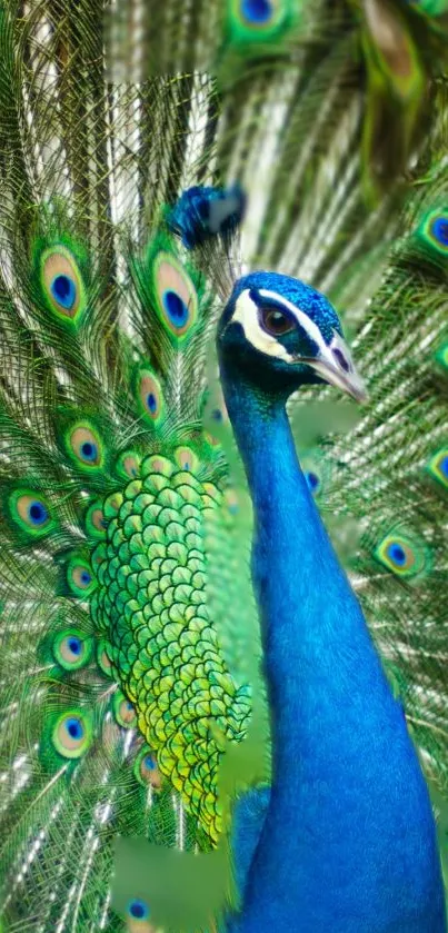 A vibrant blue peacock with stunning feather display.