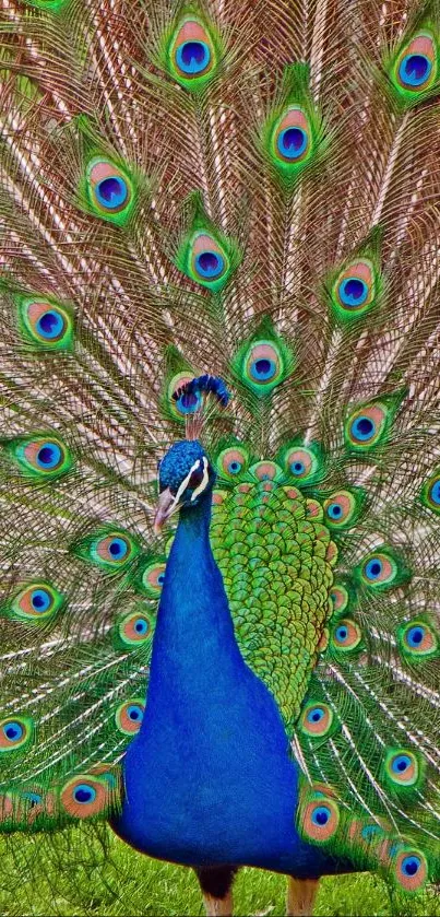 Stunning peacock with vibrant feathers displayed elegantly.
