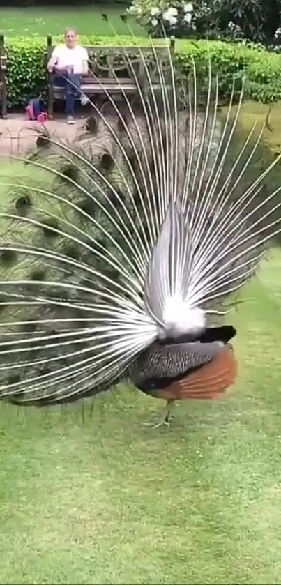 Peacock with vibrant feather fan in a lush garden setting.