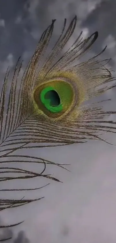 Close-up of a peacock feather with cloudy background.