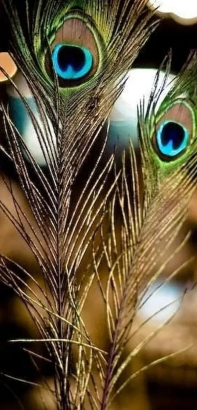 Two vibrant peacock feathers close-up.