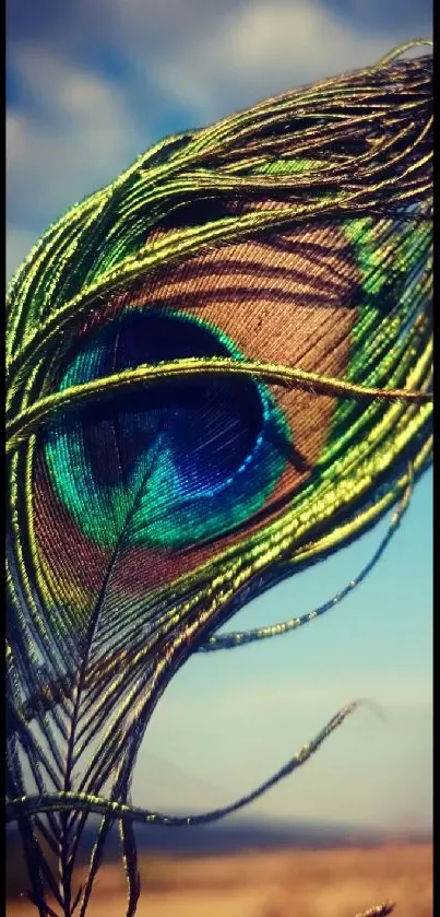 Elegant mobile wallpaper featuring a vibrant peacock feather design.