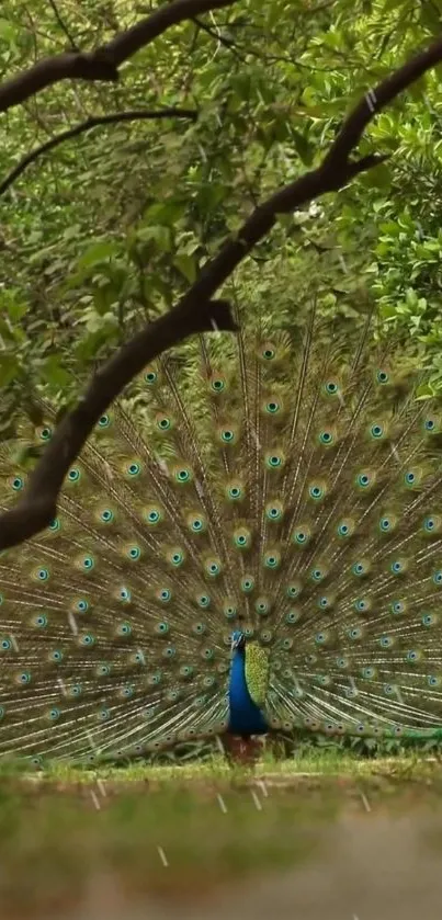 A peacock displaying its plumage in a forest setting, surrounded by lush greenery.