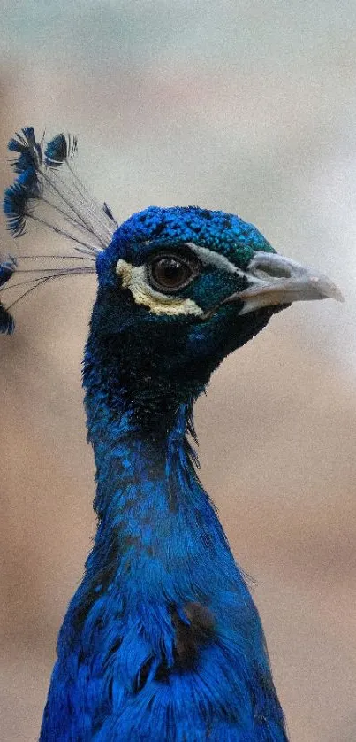 Close-up of a peacock with vibrant blue feathers and intricate plumage details.