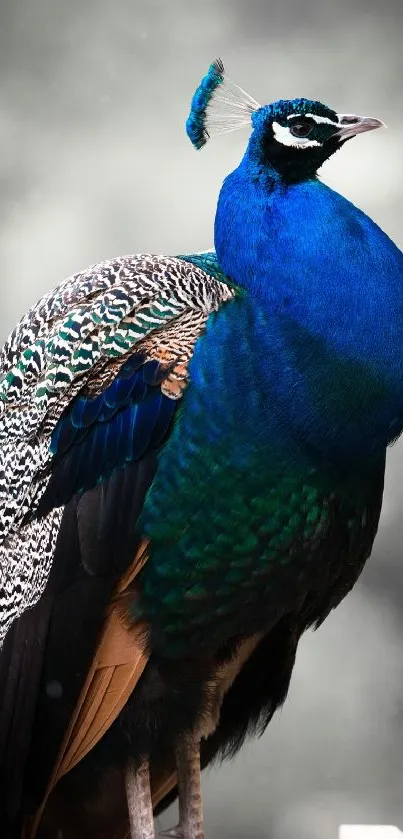 Elegant peacock with vibrant blue and green plumage on a mobile wallpaper.