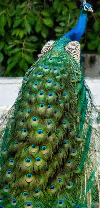 Elegant peacock showcasing vibrant tail feathers in a nature setting.