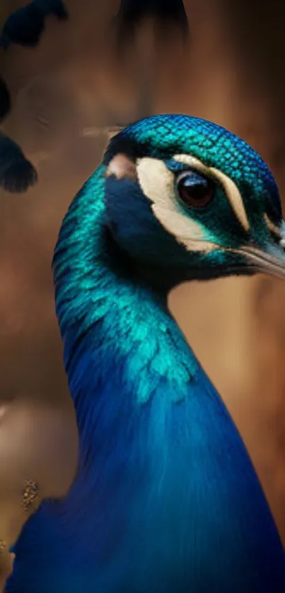 Elegant peacock with vibrant blue and green feathers for mobile wallpaper.