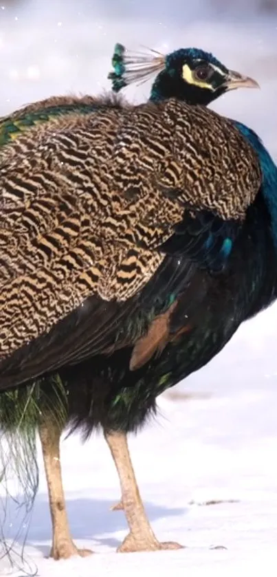 Elegant peacock with vibrant feathers on white background.