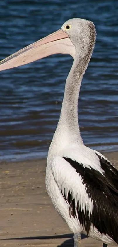 Graceful pelican stands on sandy beach with ocean backdrop.