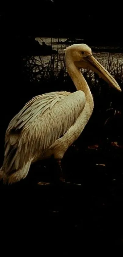 Elegant pelican silhouetted against a dark, mysterious background.