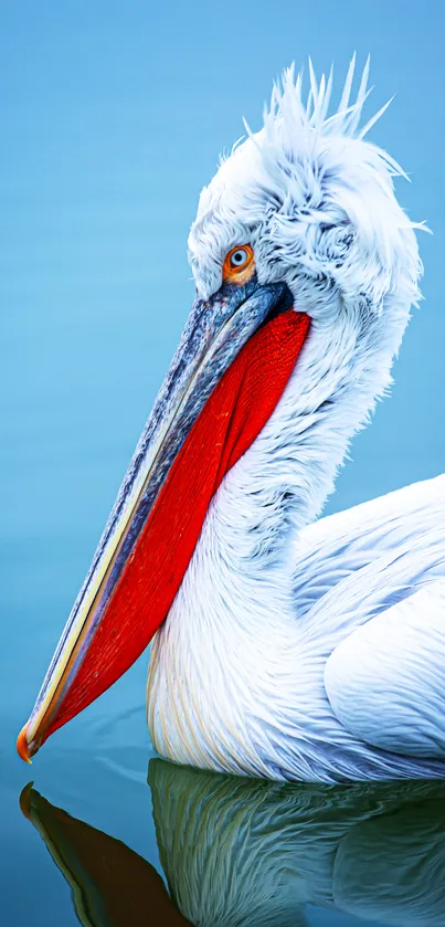 Majestic white pelican on blue water surface.