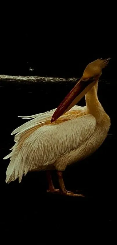 Silhouette of an elegant pelican on a dark background.