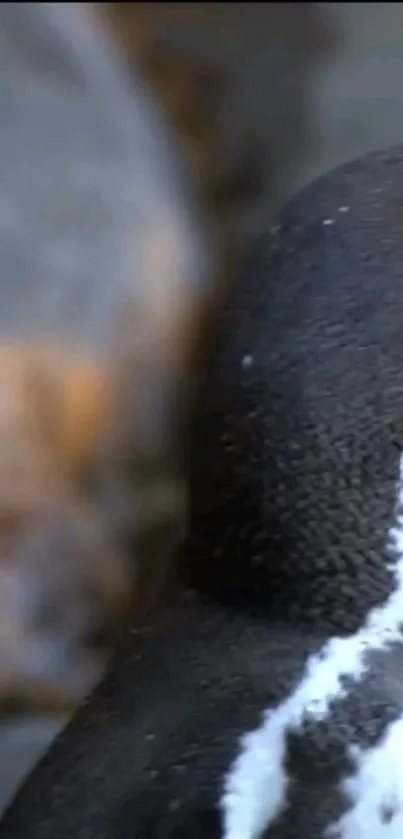 Close-up of a penguin showing rich black and white textures.