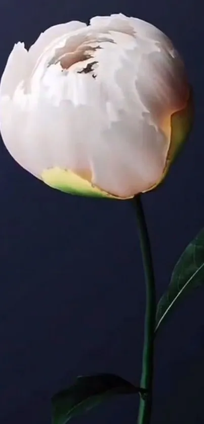 Elegant white peony on a dark background wallpaper.