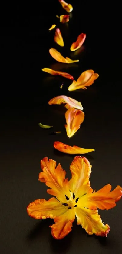 Elegant orange petals on a dark background mobile wallpaper.