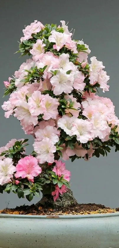 Bonsai tree with pink blossoms in a planter.