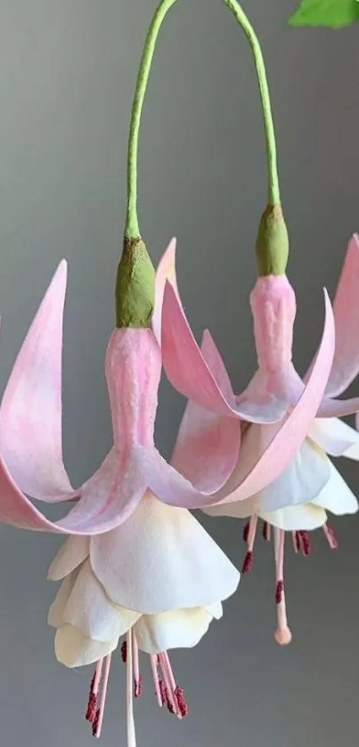 Delicate pink and white fuchsia flowers against soft background.