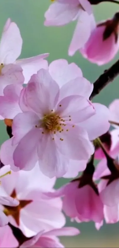 Elegant pink cherry blossom wallpaper with green background.