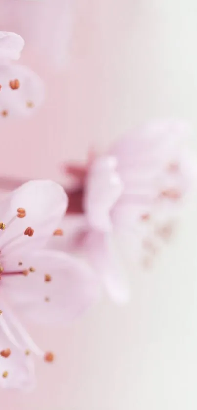 Elegant wallpaper with light pink blossoms.