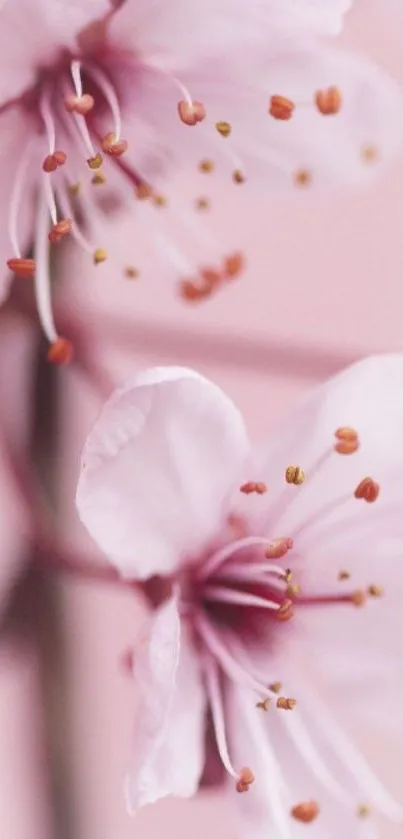 Close-up of pink blossoms on a soft pink background.