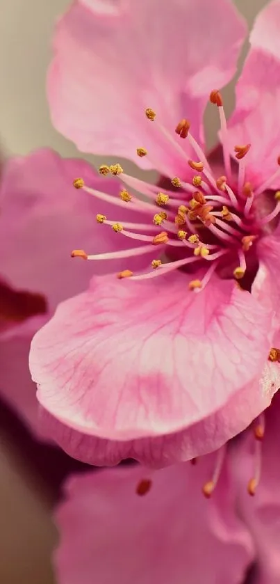 Close-up of a vibrant pink blossom with delicate petals on mobile wallpaper.