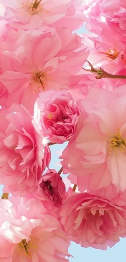 Pink cherry blossoms in full bloom, displaying delicate petals.