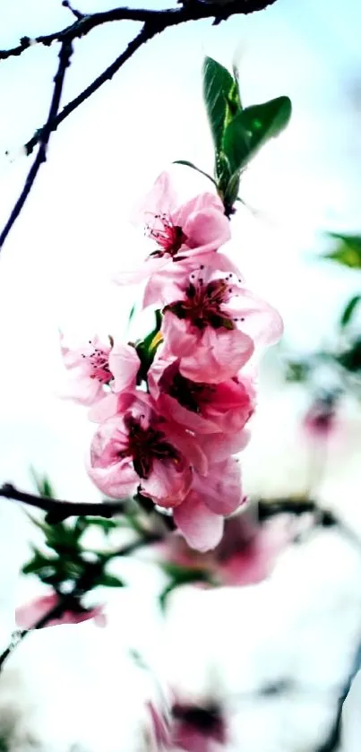 Mobile wallpaper featuring pink blossoms and a serene background.