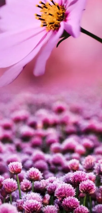 Pink flower blooming over a field of blossoms.