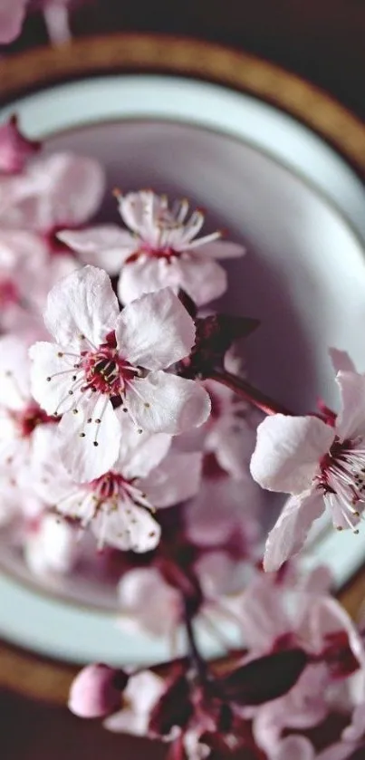 Delicate cherry blossoms on a branch for a serene mobile wallpaper.