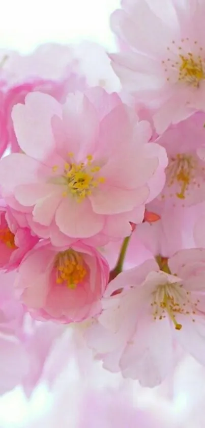 Pink cherry blossoms mobile wallpaper with soft petals.