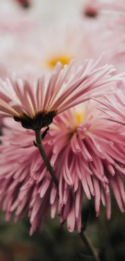 Elegant pink chrysanthemum flowers close-up with soft petals.