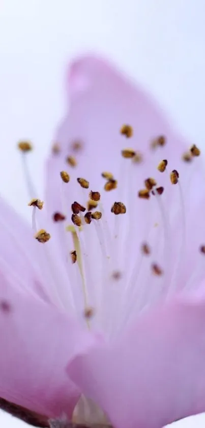 Close-up of a pink blossom with delicate petals and golden stamens.