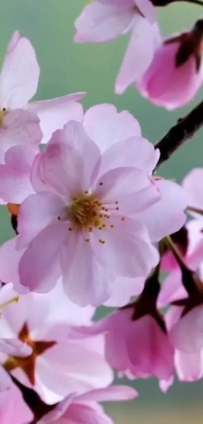 Pink cherry blossom mobile wallpaper with delicate floral design.