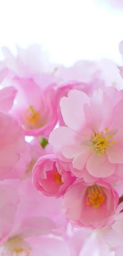 Elegant pink cherry blossoms in full bloom for mobile wallpaper.