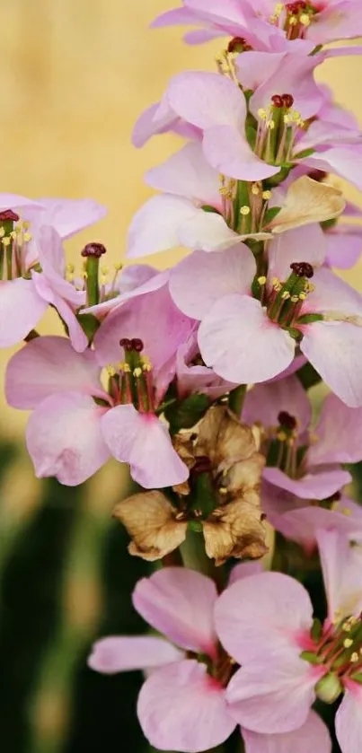 Serene pink blossoms mobile wallpaper with botanical theme.