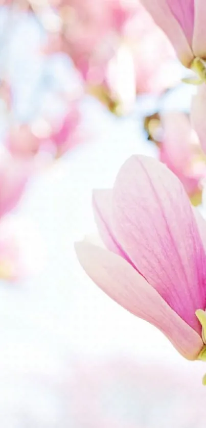 A close-up of pink magnolia blossoms on a mobile wallpaper.