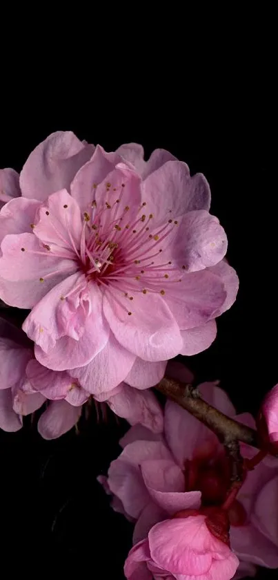 Beautiful pink blossoms on a dark background, perfect for mobile wallpaper.