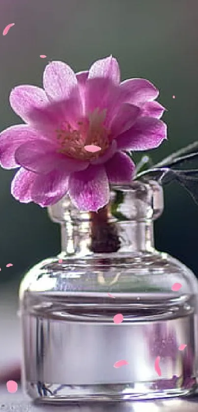 Delicate pink flower in a small glass vase on a soft-focus background.