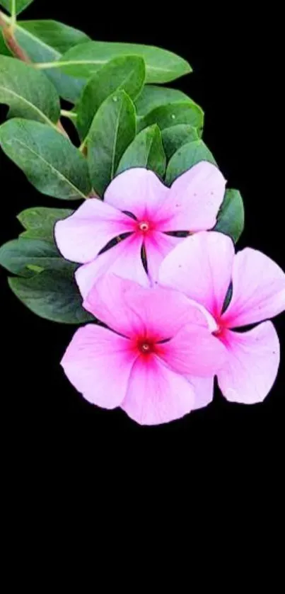 Beautiful pink blossoms with green leaves on a black background.