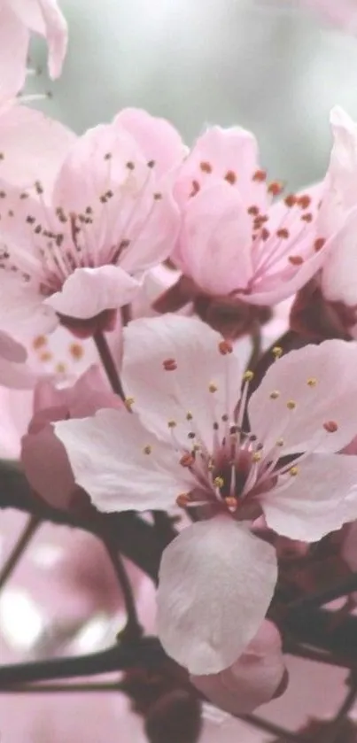 Mobile wallpaper featuring pink blossoms in a soft, elegant setting.